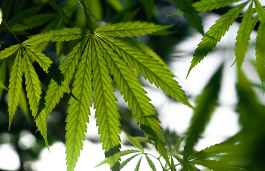Marihuana