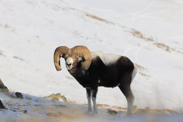 argali